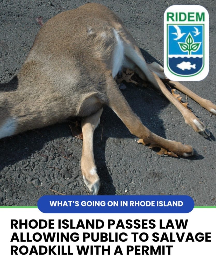 allows the public to salvage roadkill