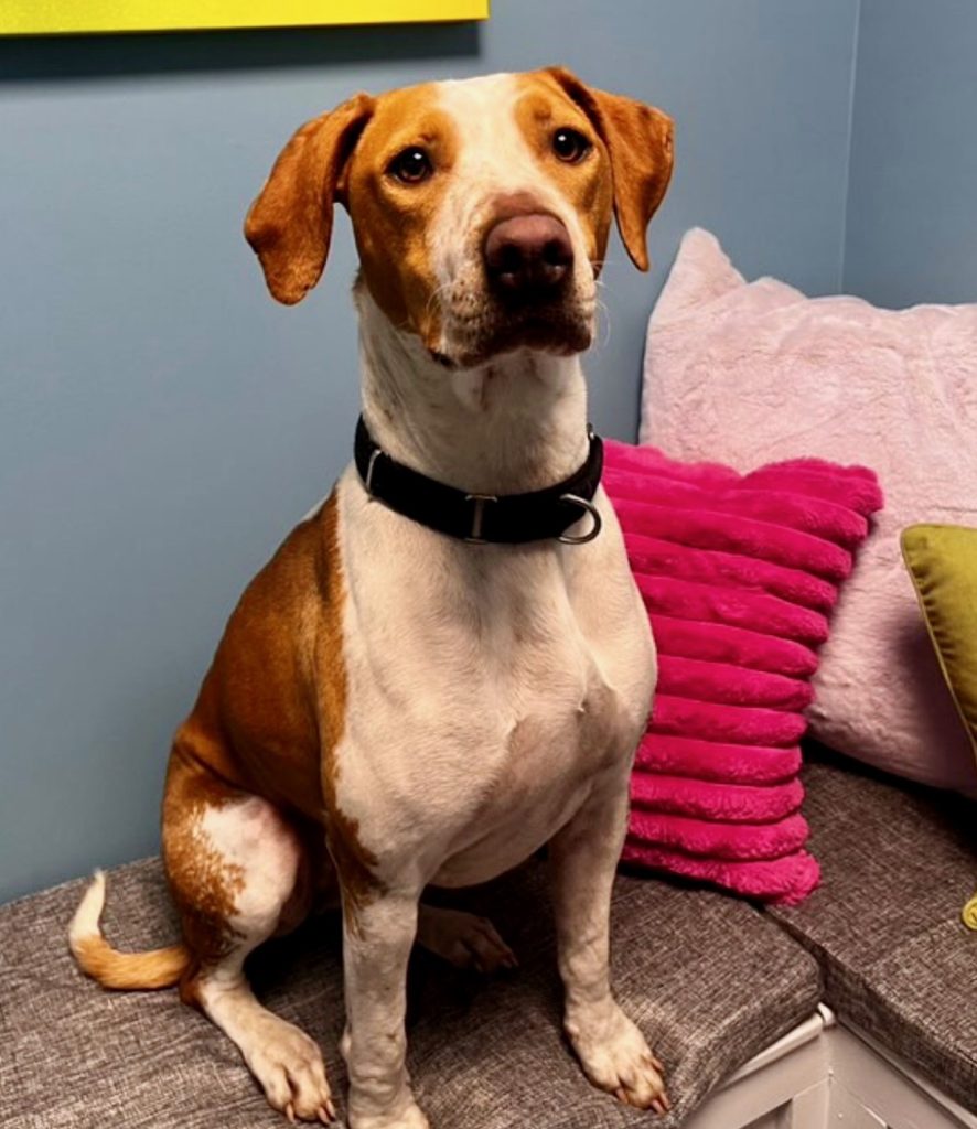 Dog of the Week Hannah