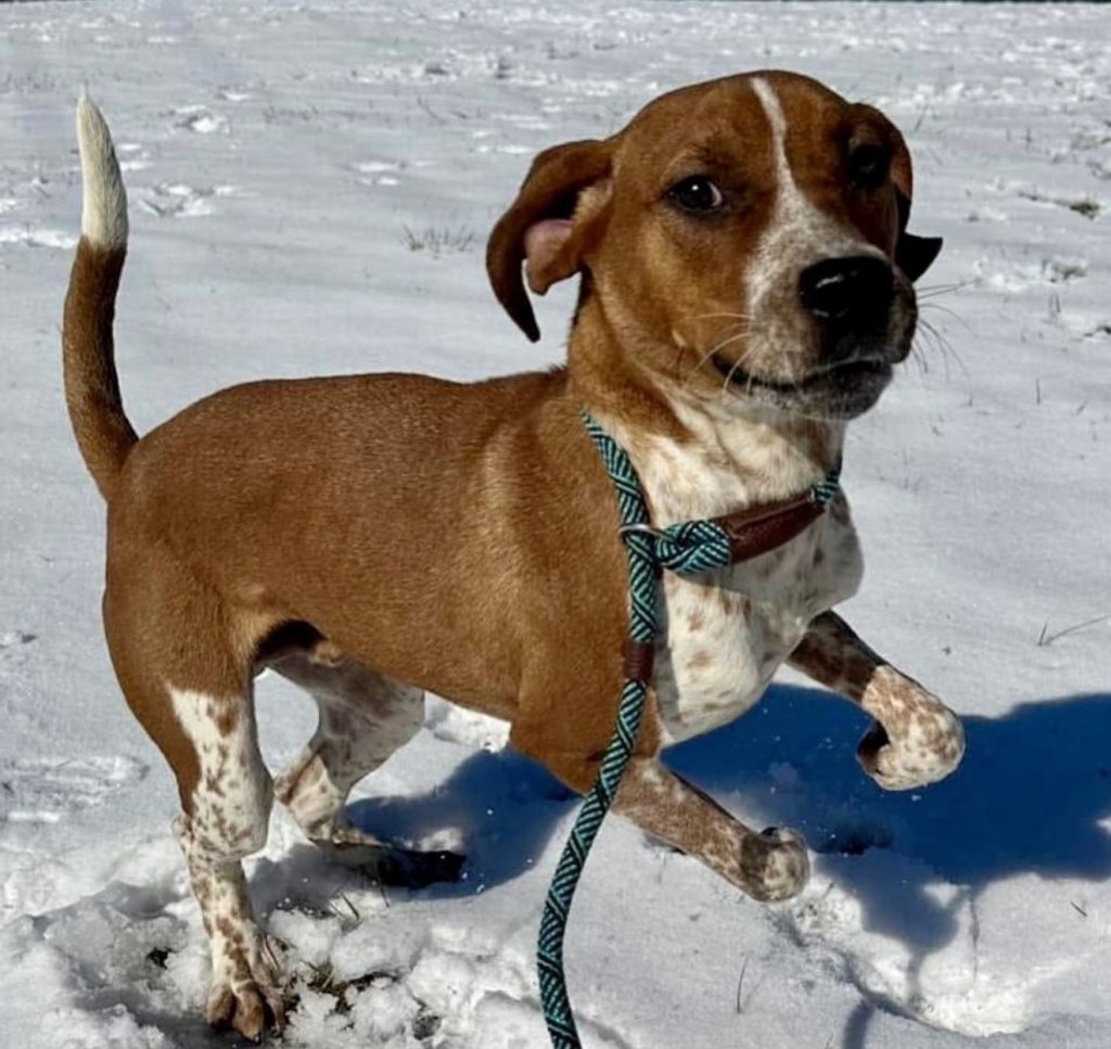 Dog our of the Week Justin