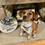 Dog our of the Week Justin