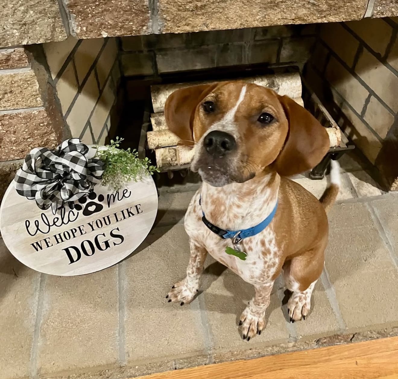 Dog our of the Week Justin