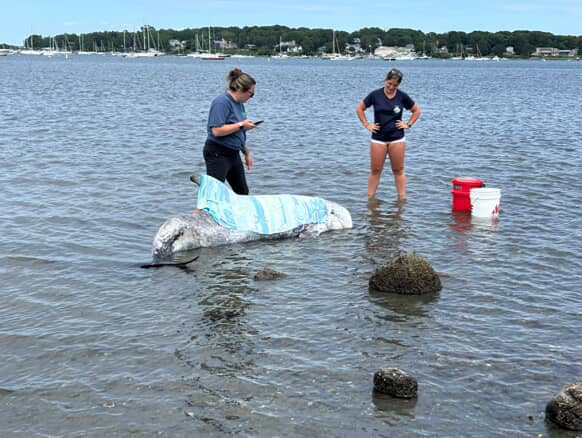 Beached Dolphin Euthanized