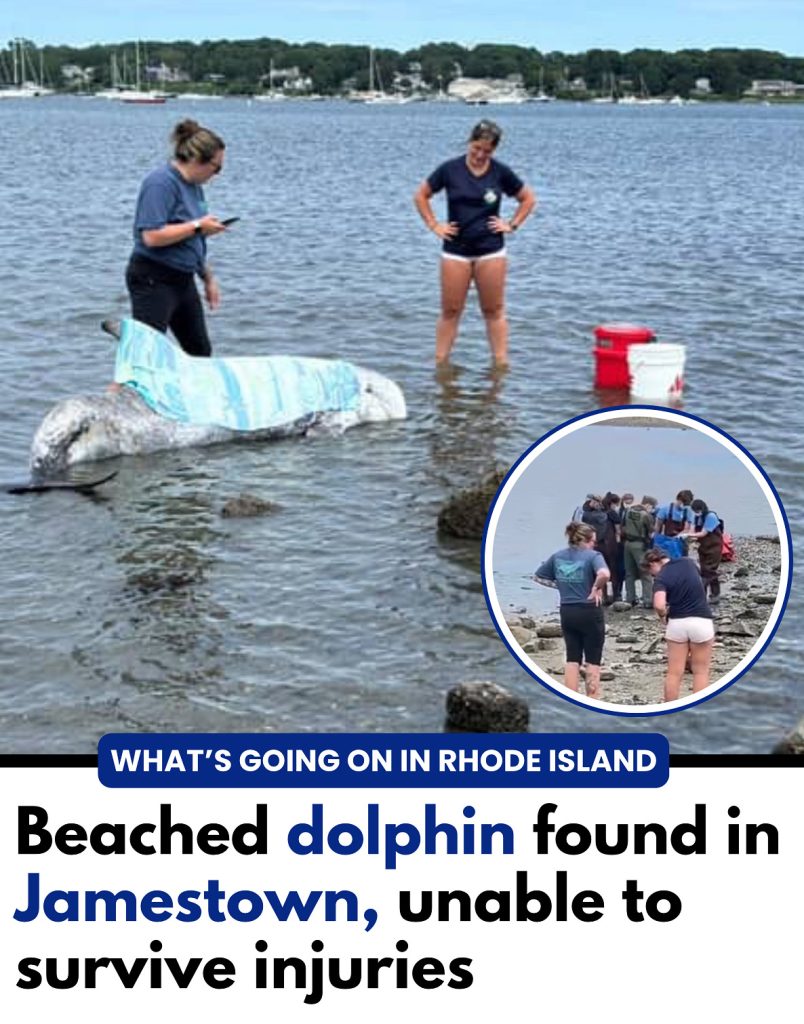 Beached Dolphin Euthanized