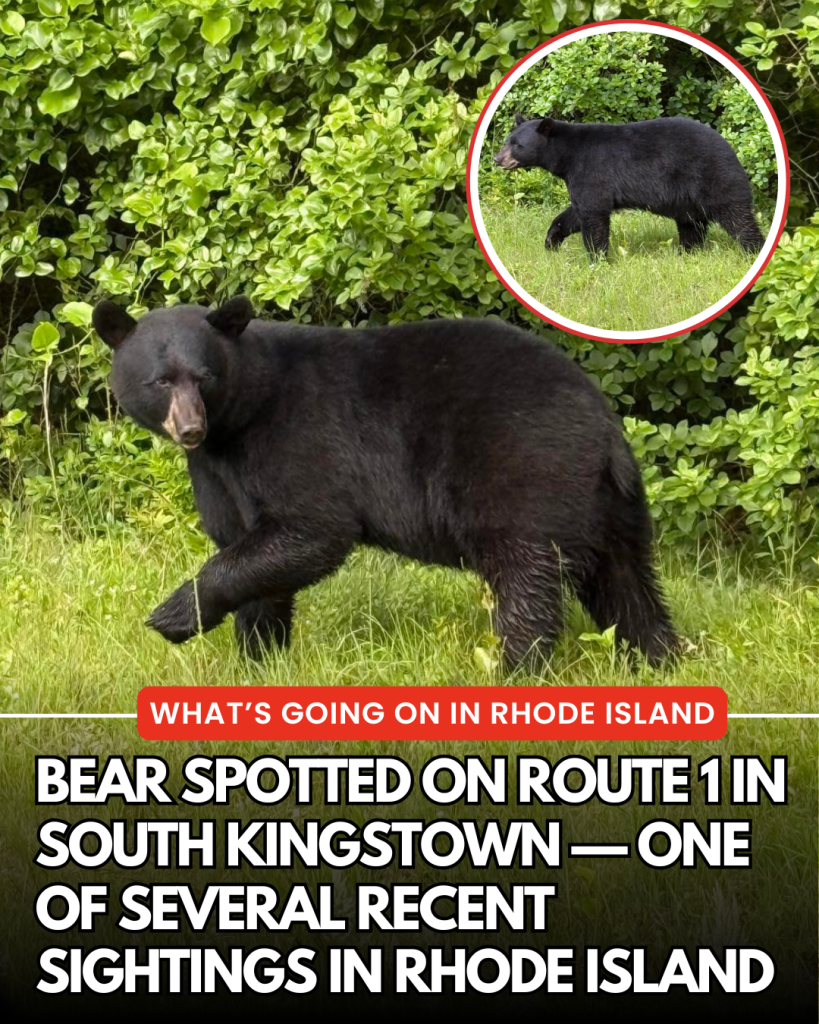 bear spotted in South Kingstown