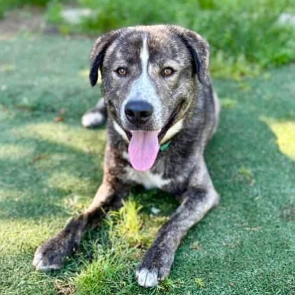 Rhode Island Dog of the Week