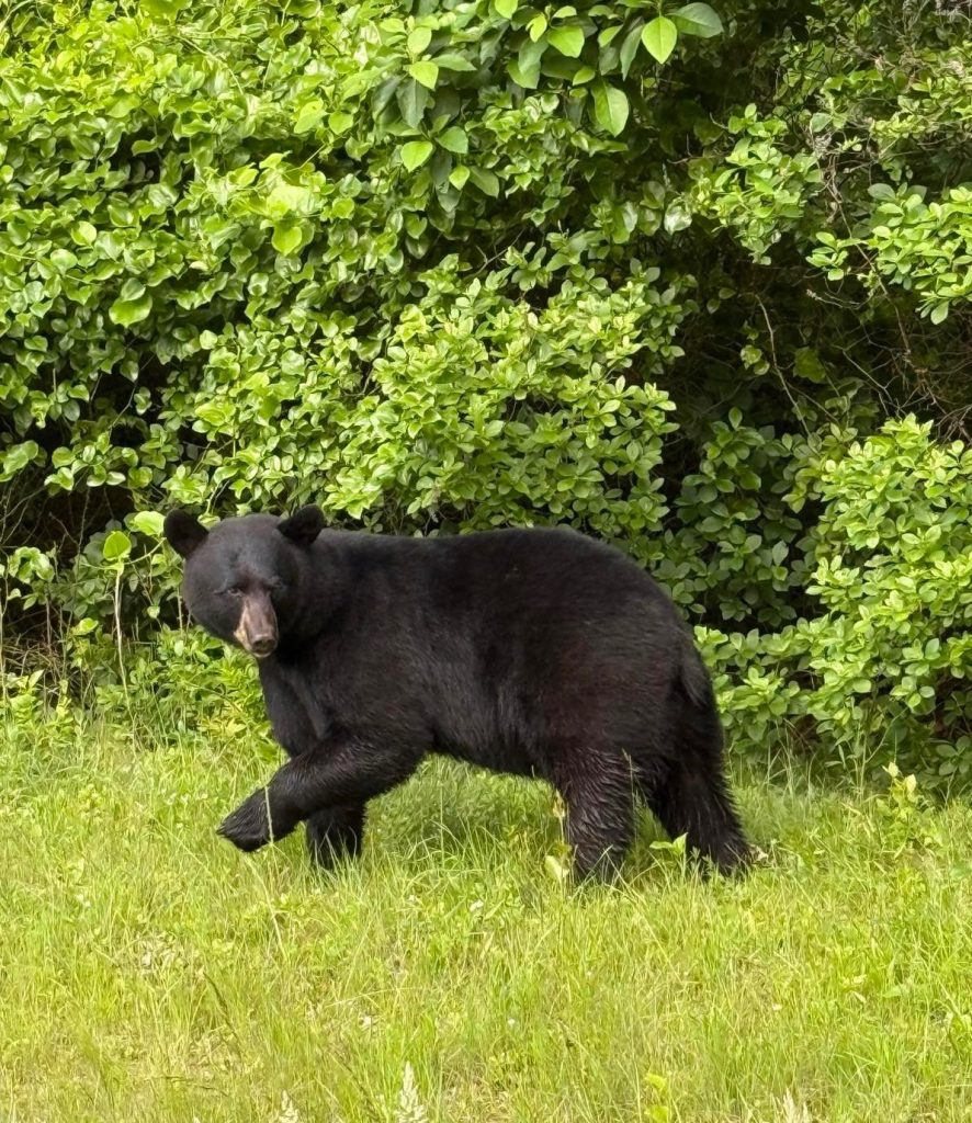 bear spotted South Kingstown