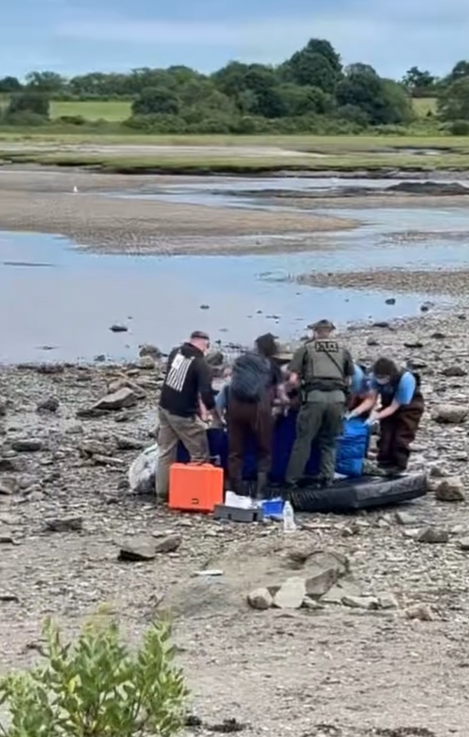 Beached Dolphin Euthanized