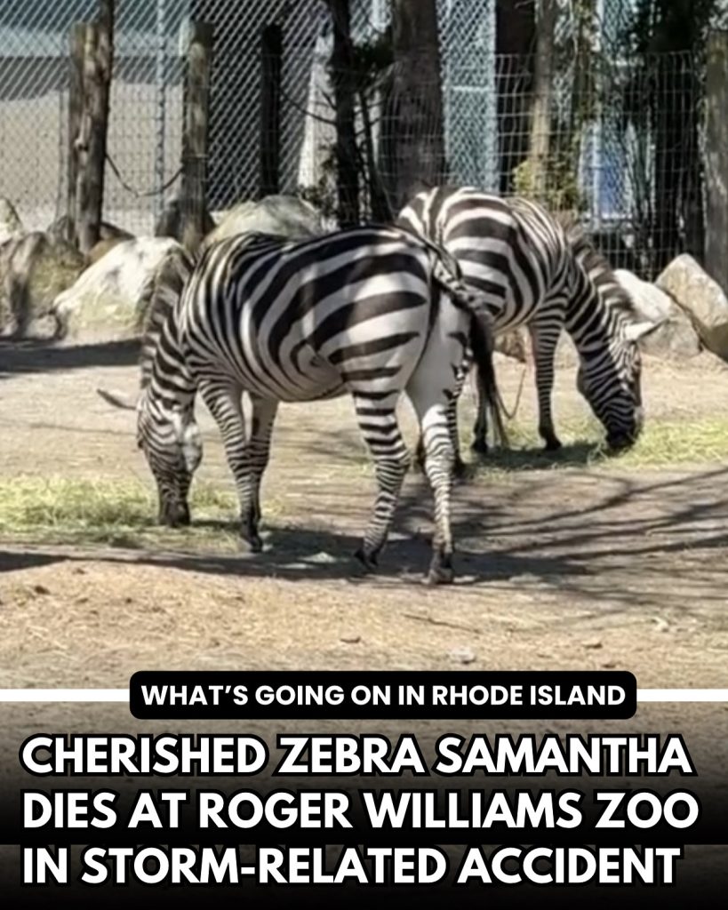 Zebra at Roger Williams Park Zoo