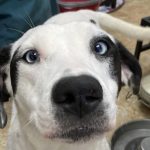 Mamma Mia Dog of the Week