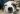Mamma Mia Dog of the Week