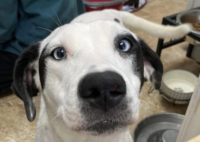 Mamma Mia Dog of the Week