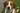 Rescue dog