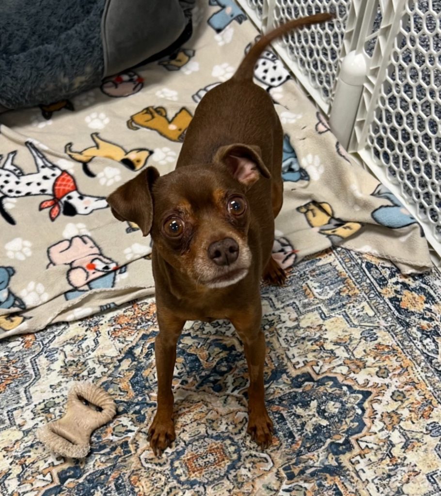Mr. Bruce 'Dog. of the Week'