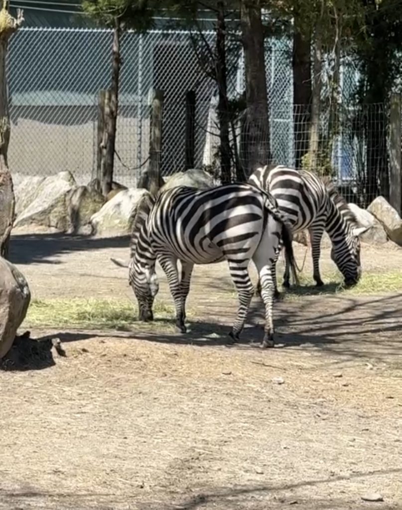 Samantha the zebra