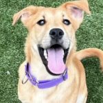 Dogs of the week