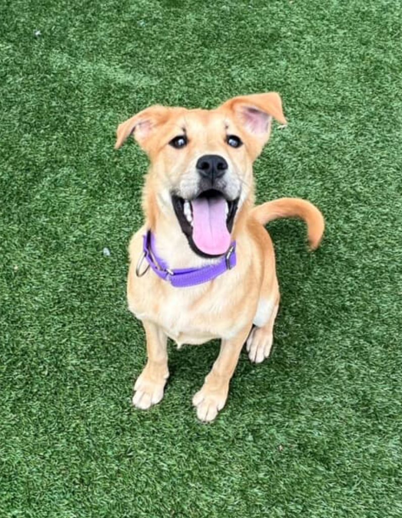 Dogs of the Week