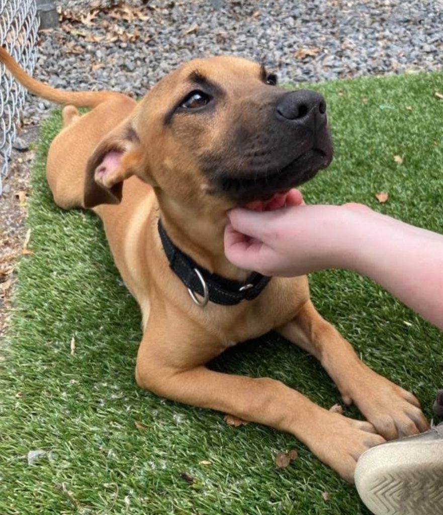 Dogs of the Week