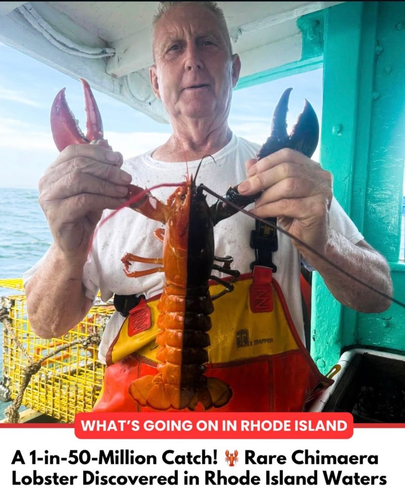 Chimaera lobster Rhode Island