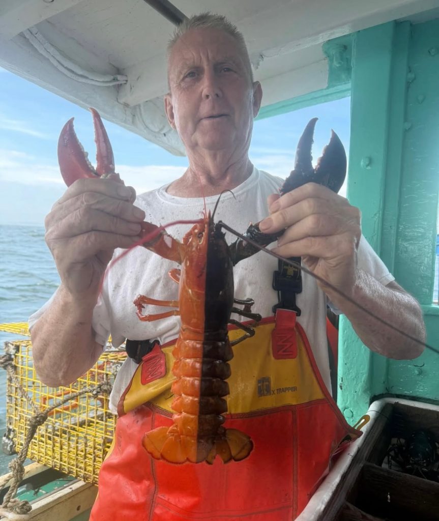 Chimaera lobster Rhode Island