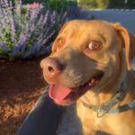 Dog of the Week Daphne