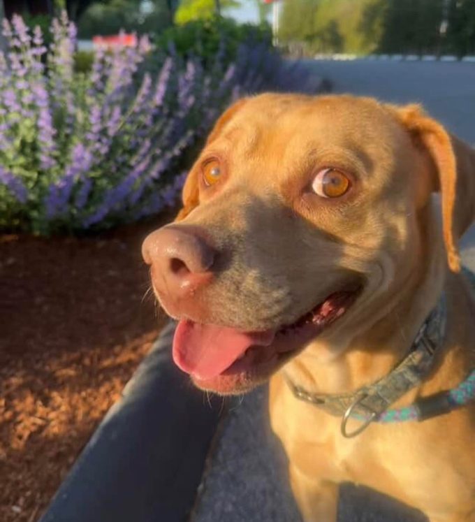 Dog of the Week Daphne