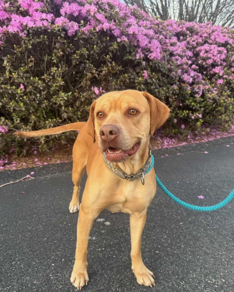Dog of the Week Daphne