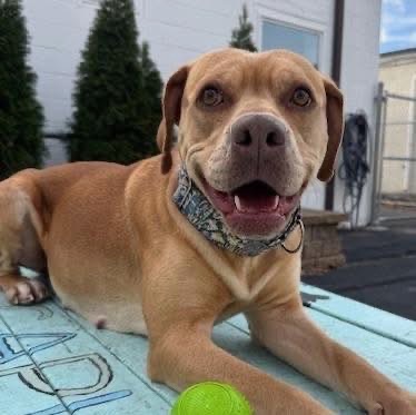 Dog of the Week Daphne