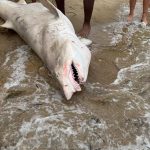 Shark washes up on Westerly beach