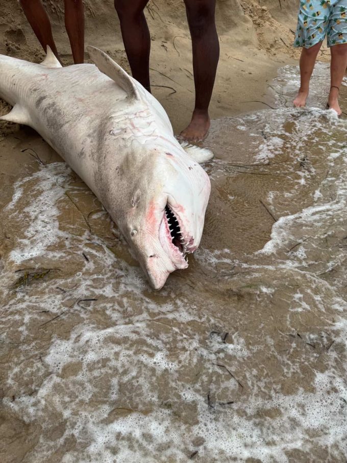 Shark washes up on Westerly beach