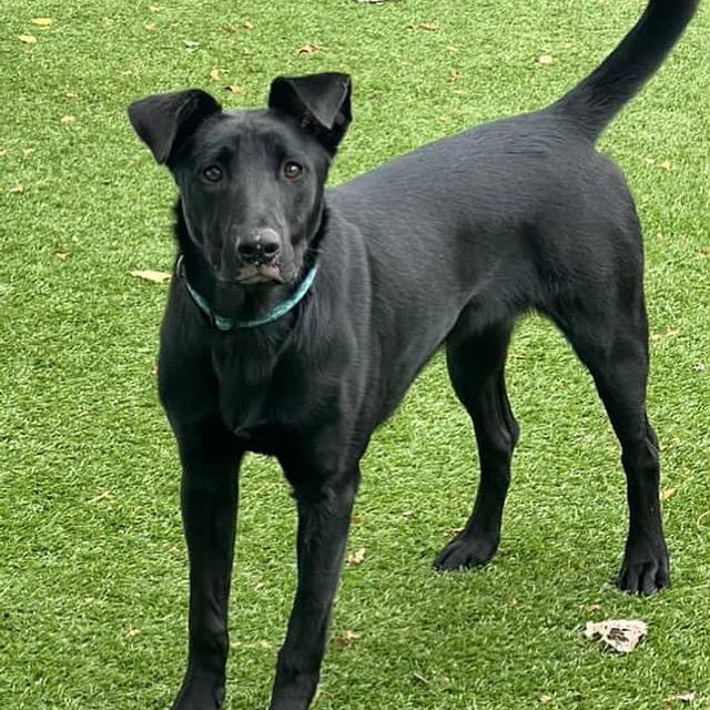 Our Dog of the Week