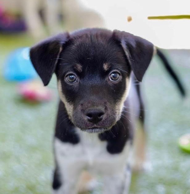 Meet our Dogs of the Week