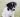 Dogs of the Week