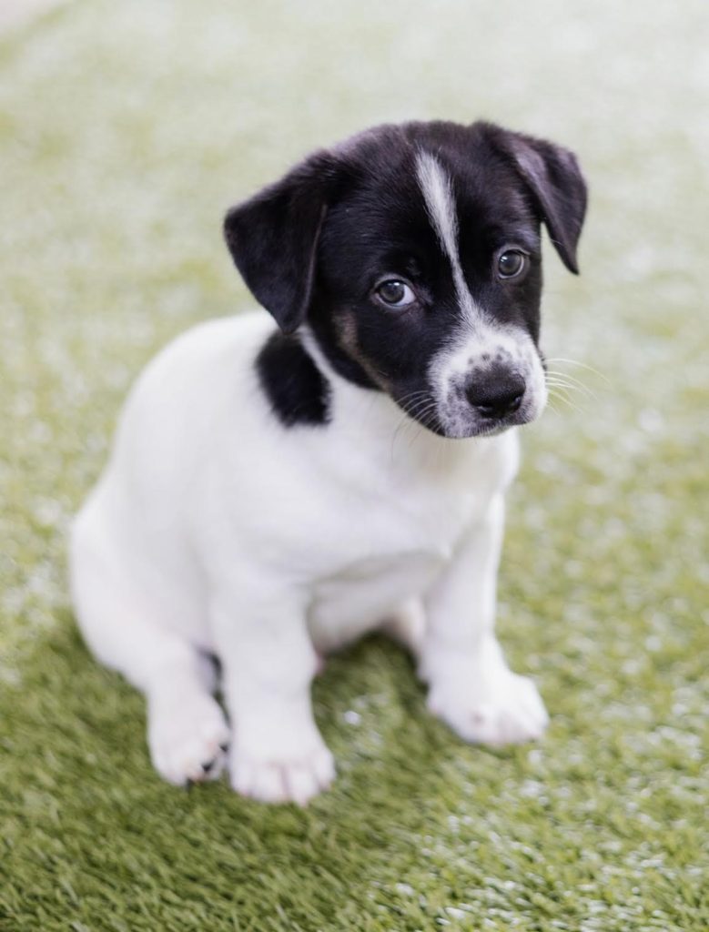 Meet our Dogs of the Week