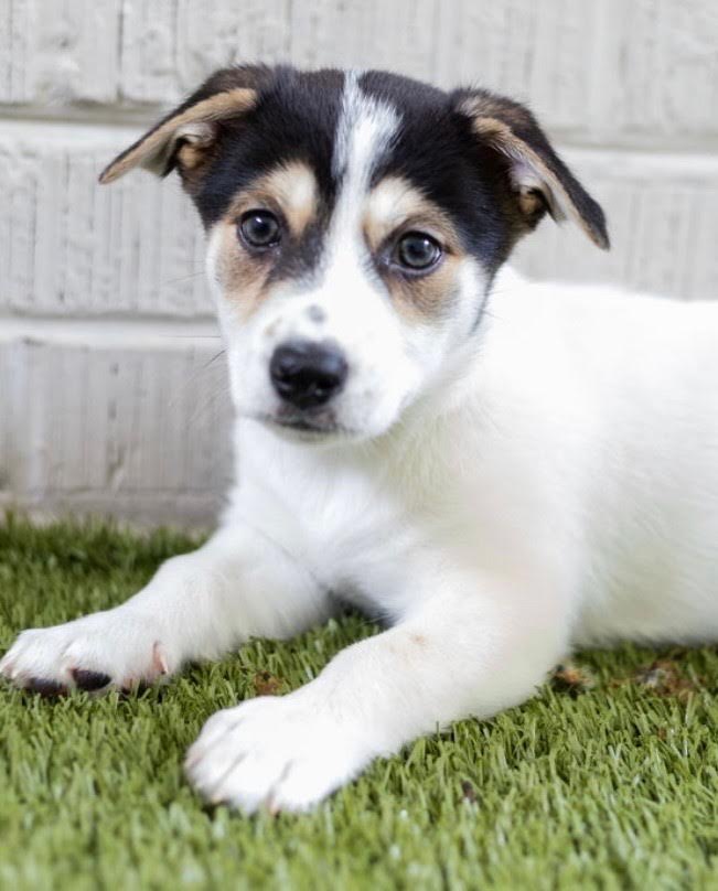 Meet our Dogs of the Week