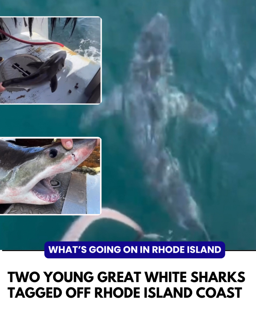 Great white sharks tagged off Rhode Island