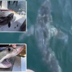 Great white sharks tagged off Rhode Island