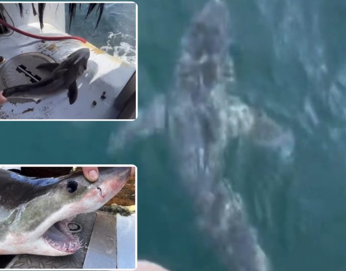 Great white sharks tagged off Rhode Island