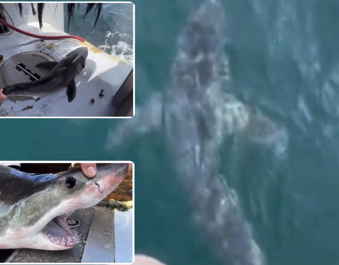 Great white sharks tagged off Rhode Island
