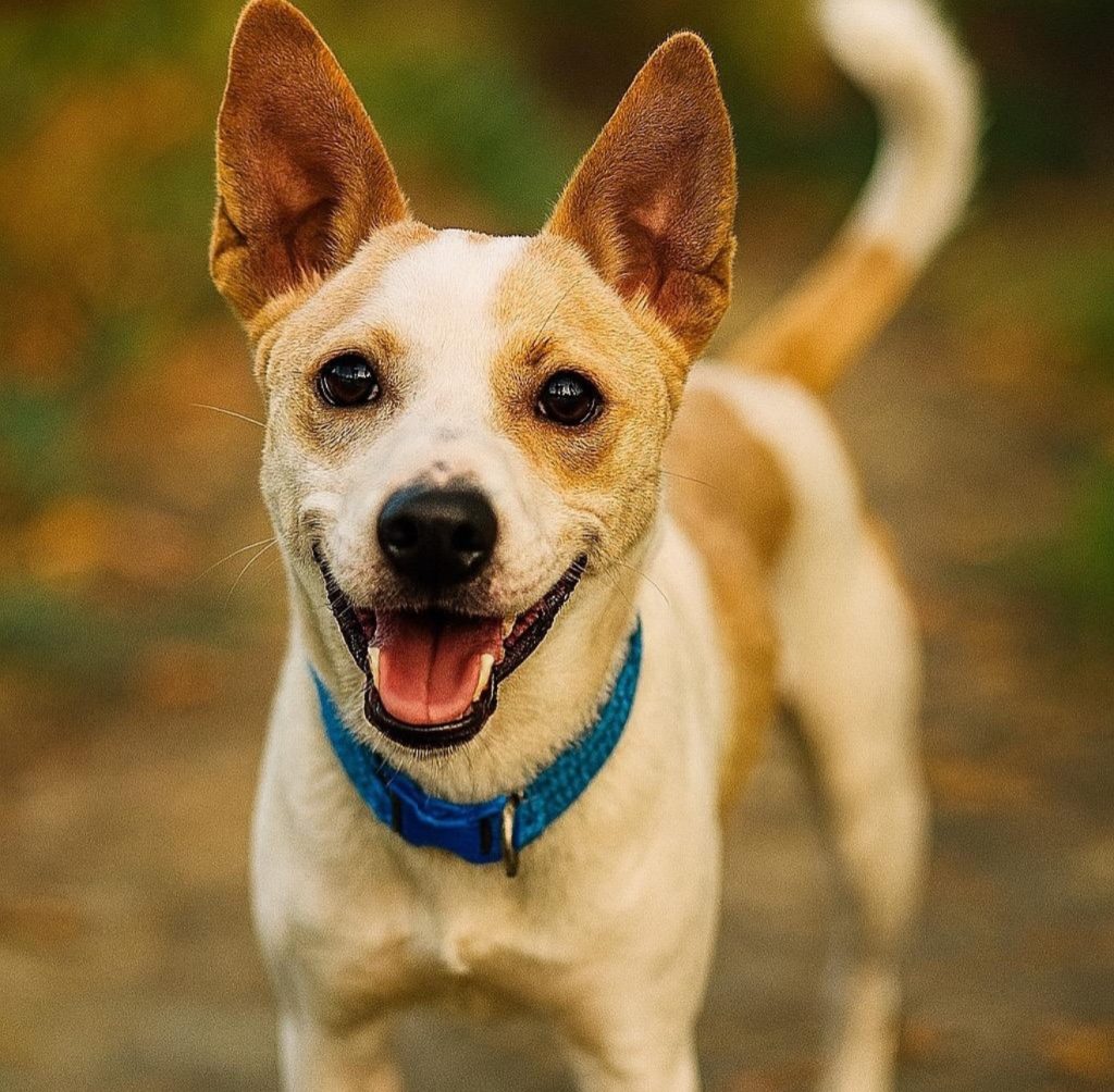 Our Dog of the Week, Beso