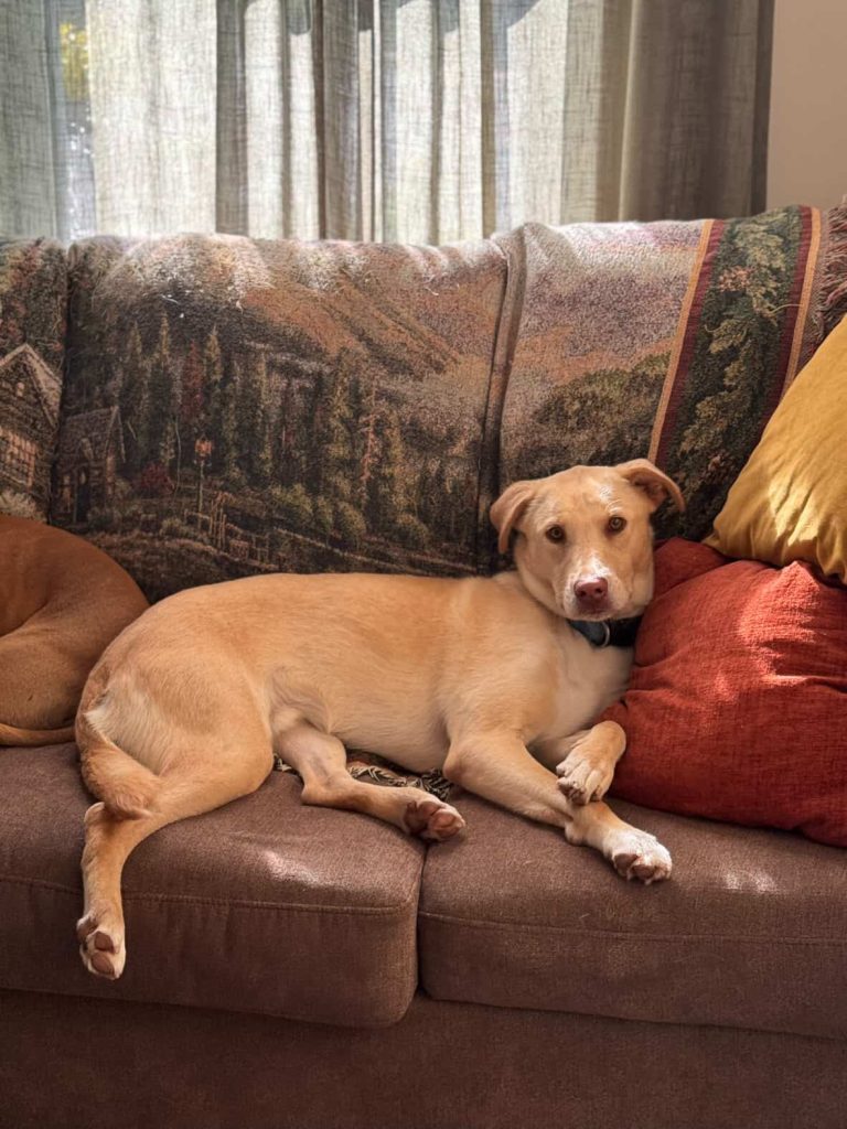 Dog of the Week Thyme