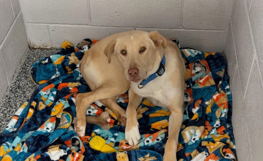 Dog of the Week Thyme