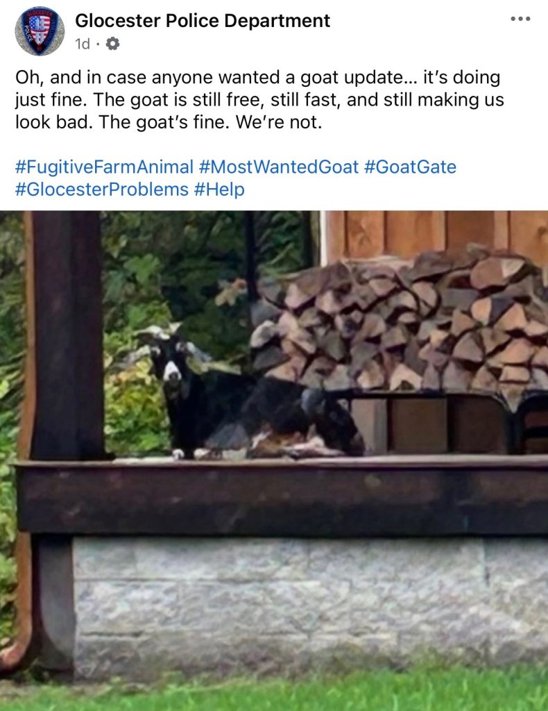 Glocester goat