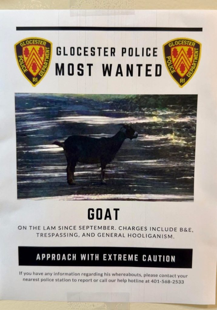 Glocester goat