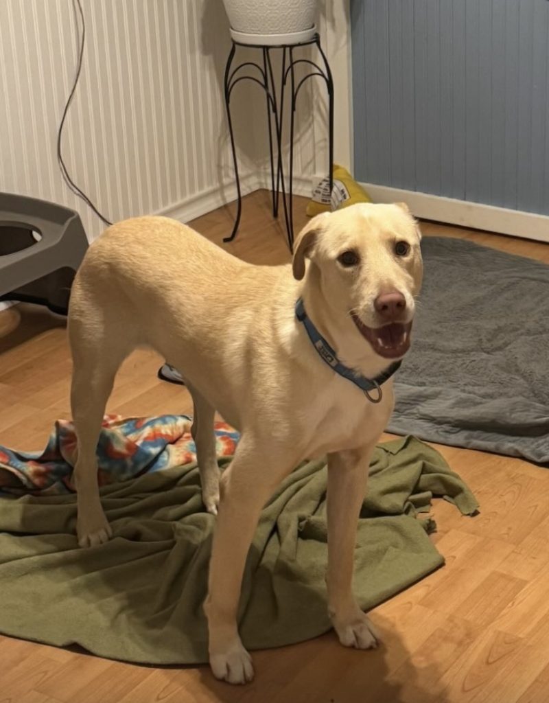 Dog of the Week Thyme