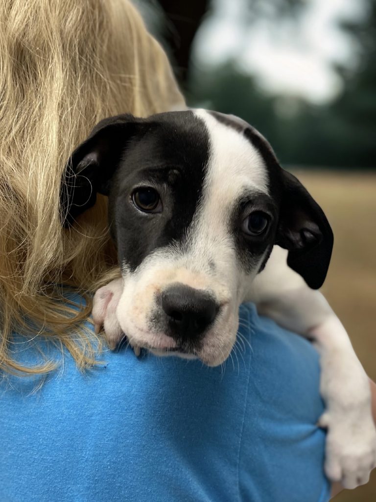 Dogs of the Week Stacie Malibu Midge Skipper