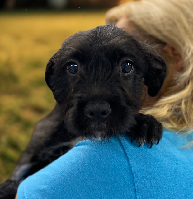 Dogs of the Week Stacie Malibu Midge Skipper