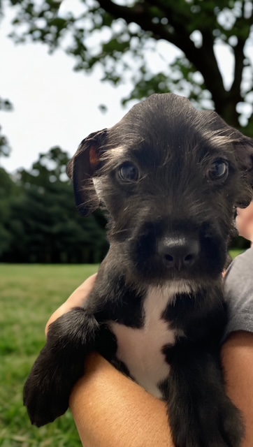 Dogs of the Week Stacie Malibu Midge Skipper