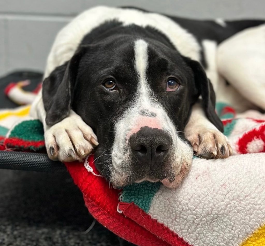 Dog of the Week Hugo