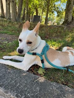 Dog of the Week Beso