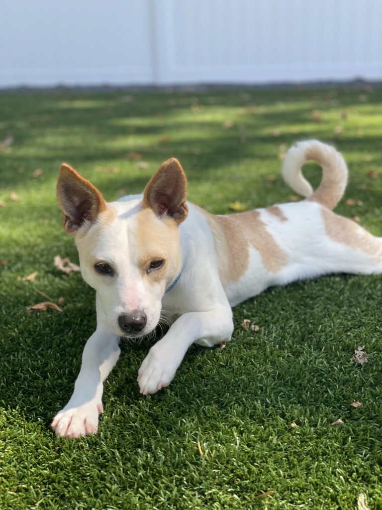 Dog of the Week Beso